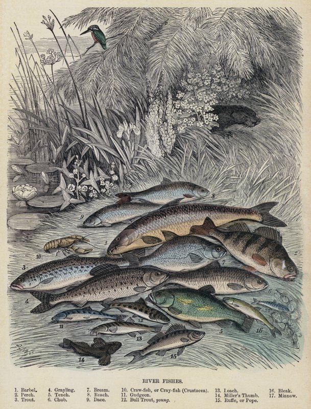 River Fishes (farget gravering) av English School