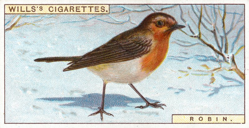 Robin av English School