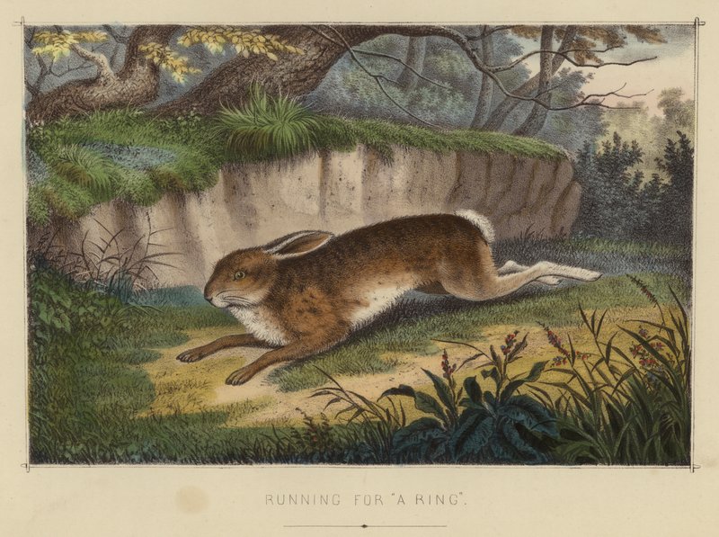 Løper etter "A Ring" (farge litho) av English School