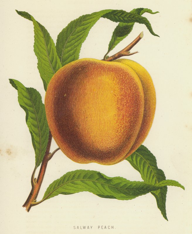 Salway Peach av English School