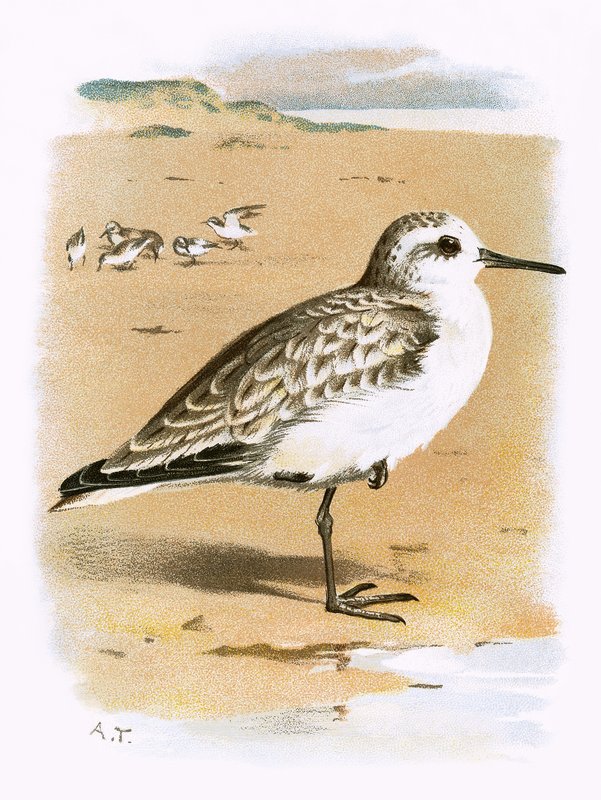 Sanderling av English School
