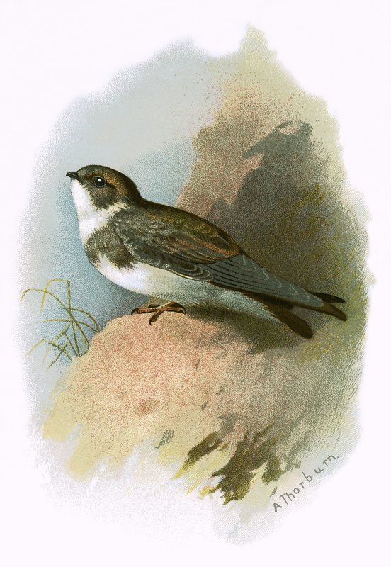 Sandmartin av English School