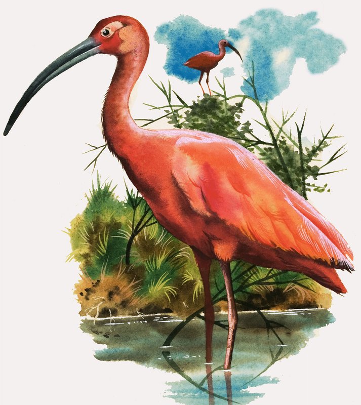 Scarlet Ibis av English School