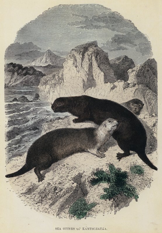 Sea Otters of Kamtschatka (farget gravering) av English School
