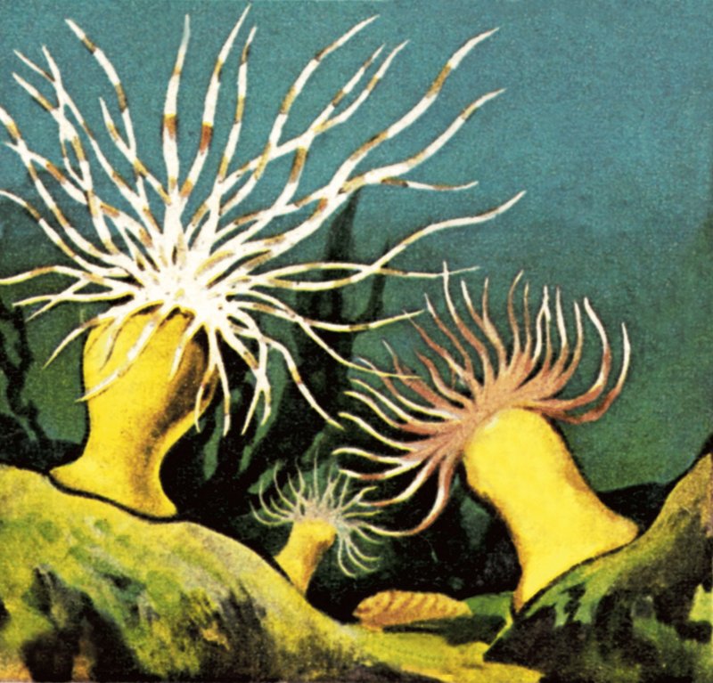 Sjøanemoner av English School