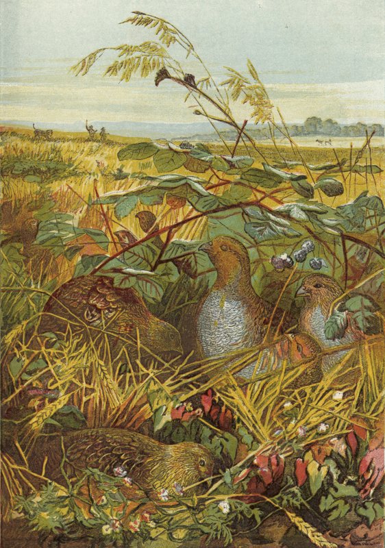 September og oktober, fuglevilt av English School