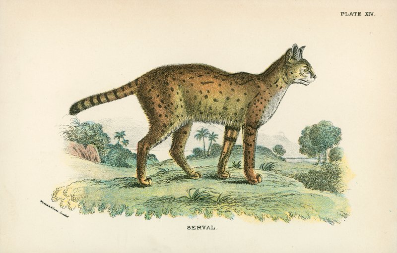 Serval av English School