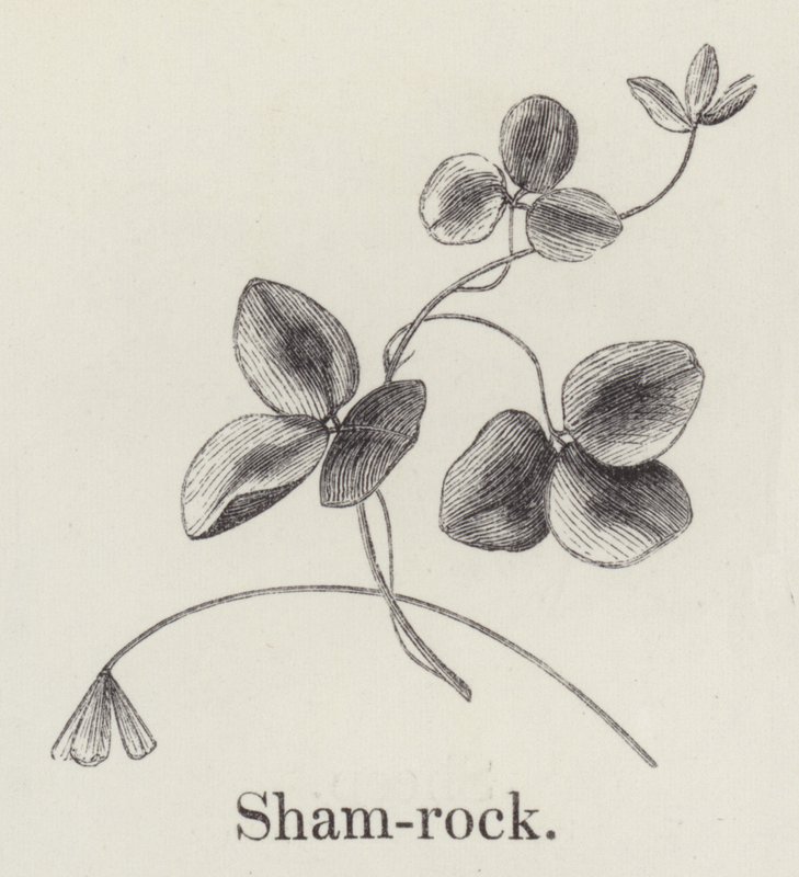 Shamrock (gravering) av English School