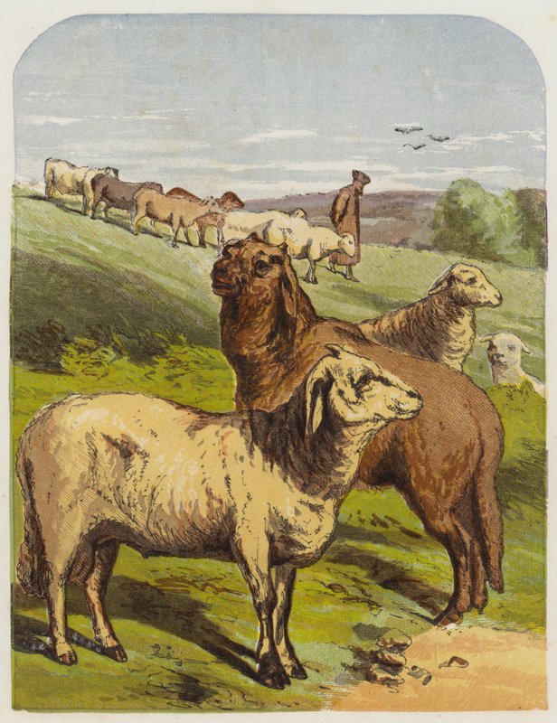 Sau (chromolitho) av English School