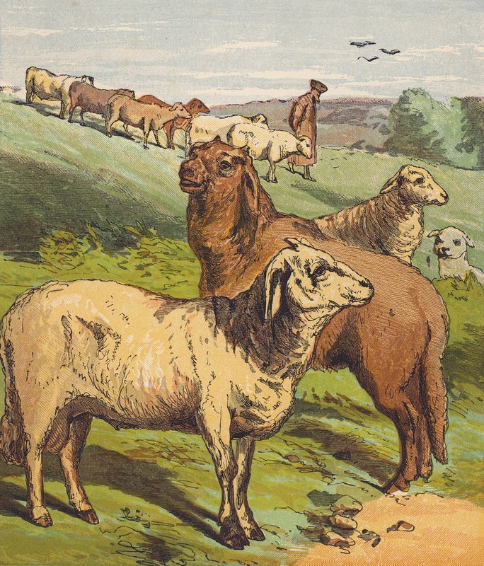 Sau (farge litho) av English School