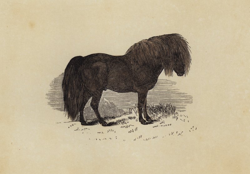 Shetlandsponni (farge litho) av English School