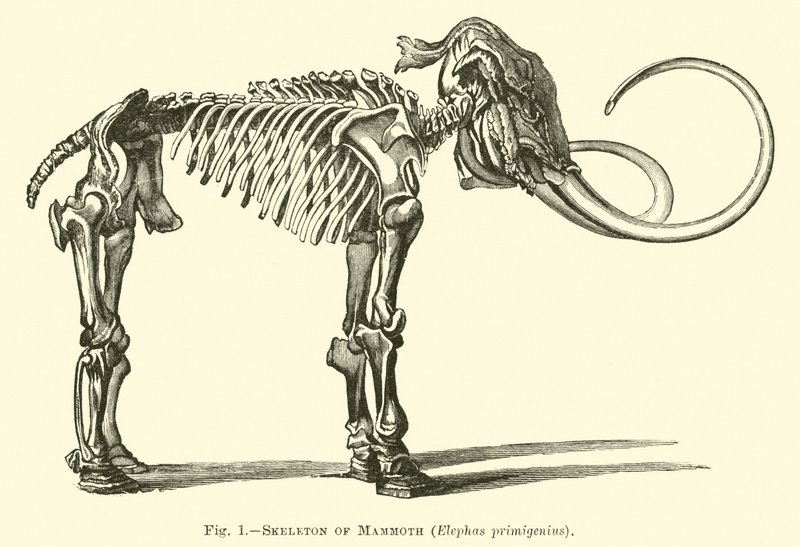 Skjelett av mammut, Elephas primigenius av English School
