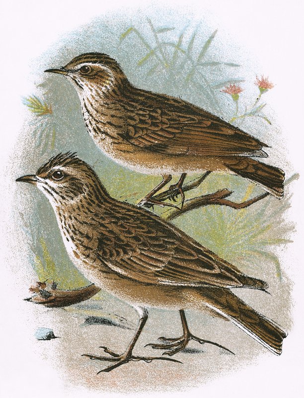 Sky-Lark (nederst) og Wood-Lark (øverst) av English School