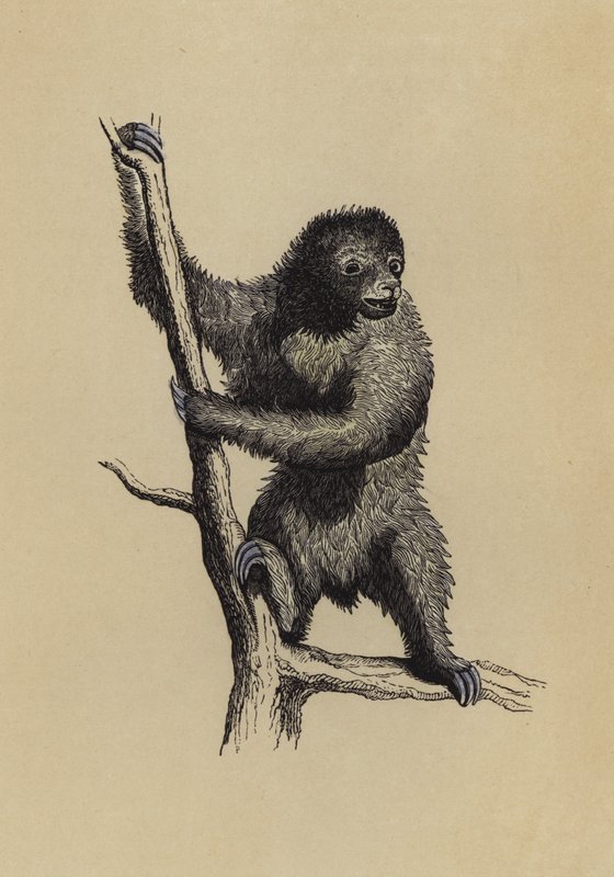 Dovendyr (farge litho) av English School