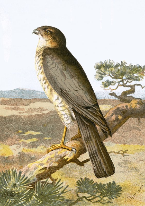 Sparrow Hawk av English School