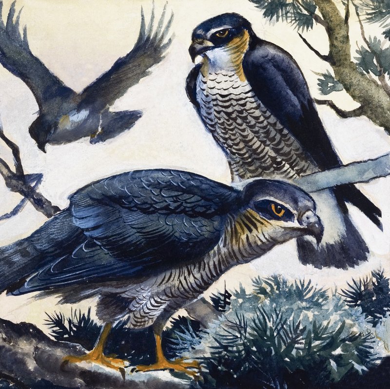 Sparrowhawks av English School