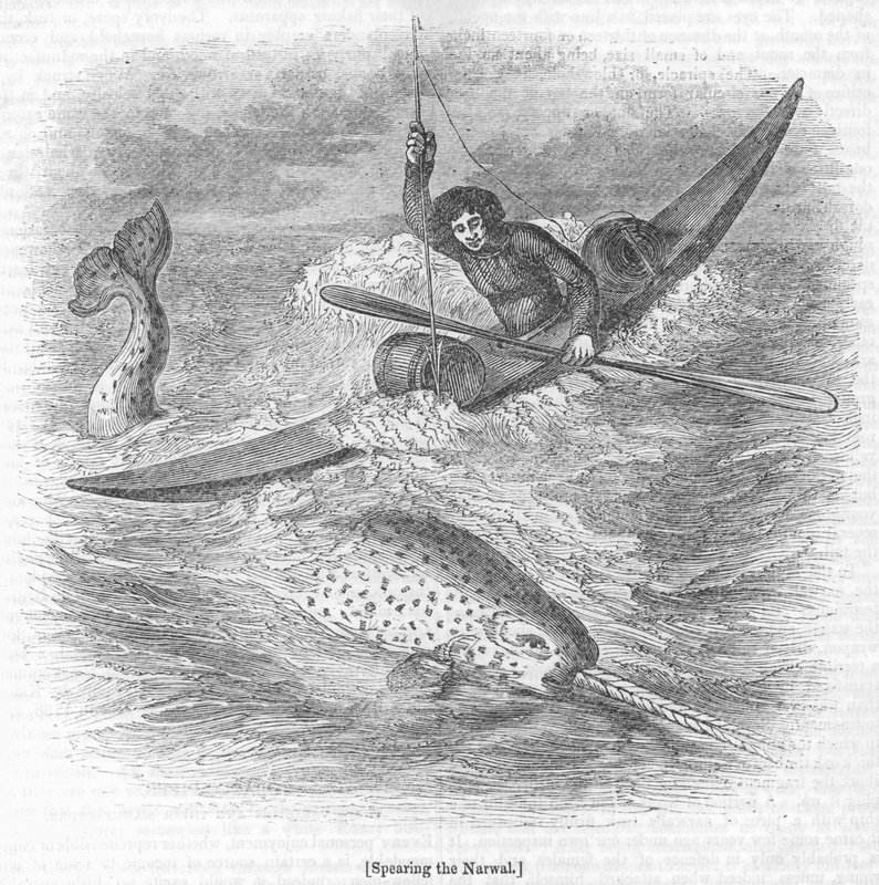Spearing the Narwhal av English School