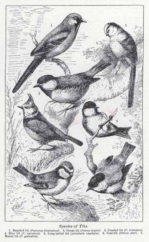 Arter av pupper (litho) av English School