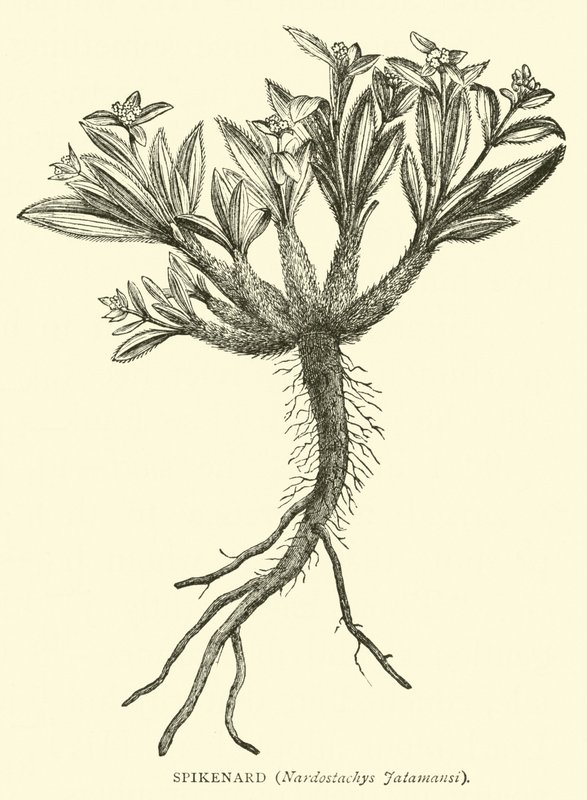 Spikenard, Nardostachys Jatamansi av English School
