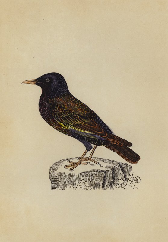 Stær (farge litho) av English School