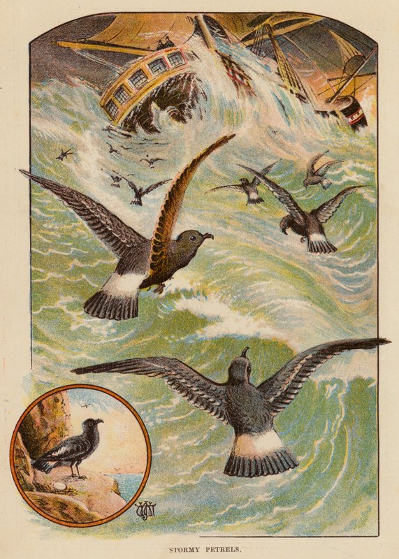 Stormy Petrels (farge litho) av English School