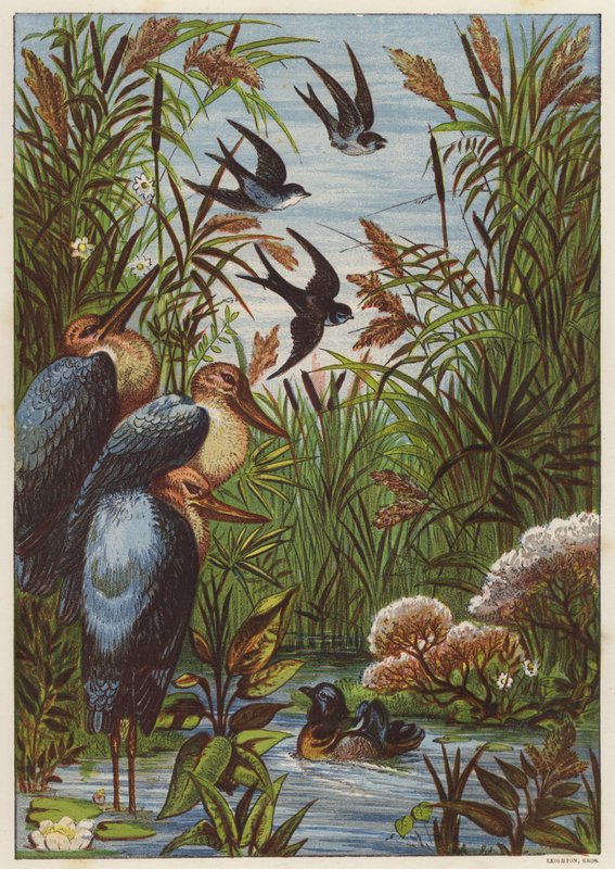 Sommermorgen med fugler (farge litho) av English School