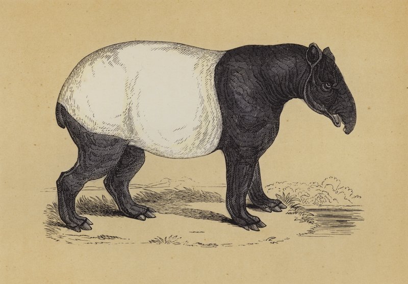 Tapir (farge litho) av English School