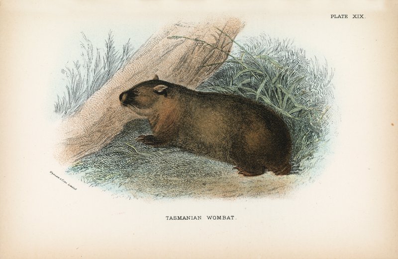 Tasmansk wombat av English School