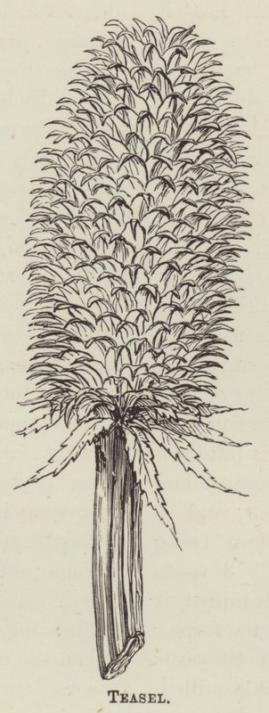Teasel (gravering) av English School