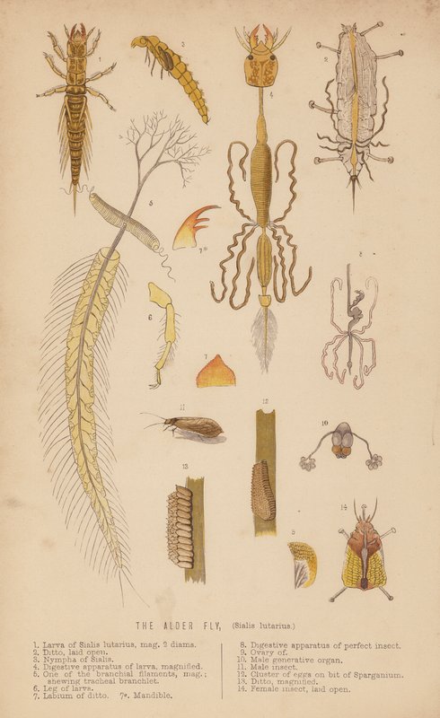 Alfluen, Sialis lutarius (litho) av English School