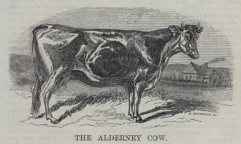 The Alderney Cow (gravering) av English School
