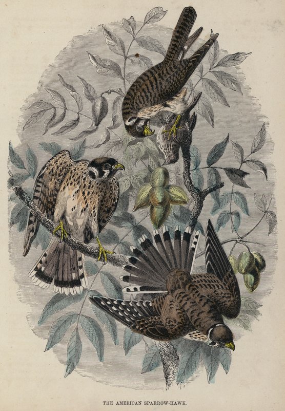 The American Sparrow-Hawk (farget gravering) av English School