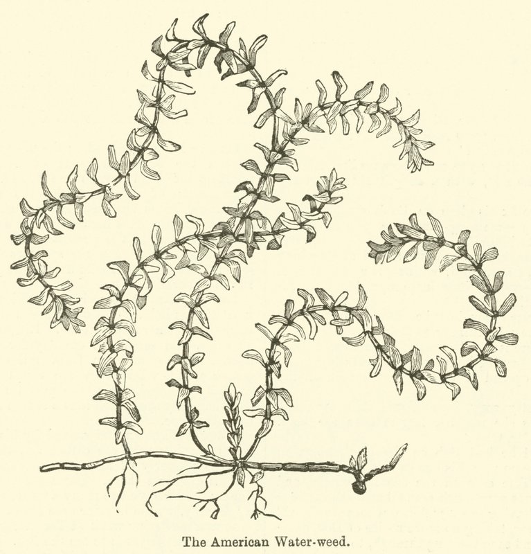 The American Water-weed (gravering) av English School