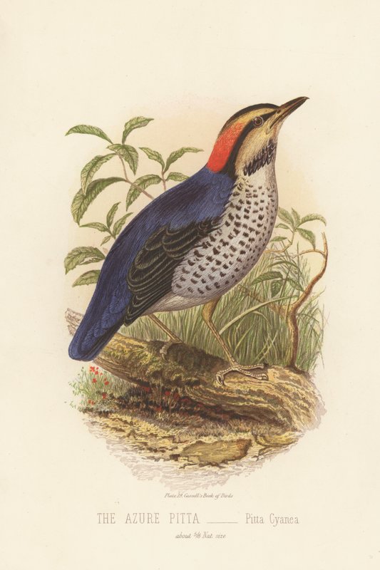 The Azure Pitta, Pitta Cyanea (farge litho) av English School