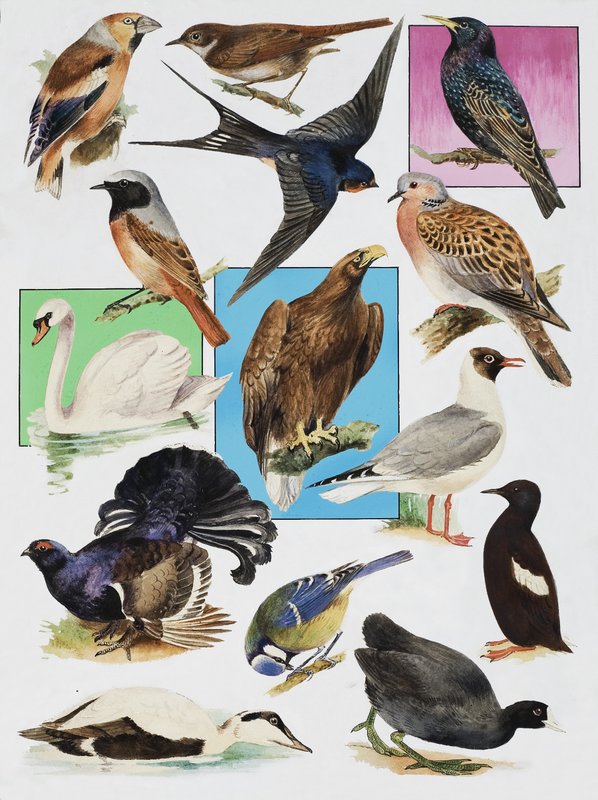 The Birds of Britain av English School
