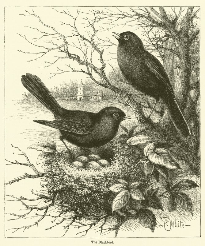 The Blackbird (gravering) av English School