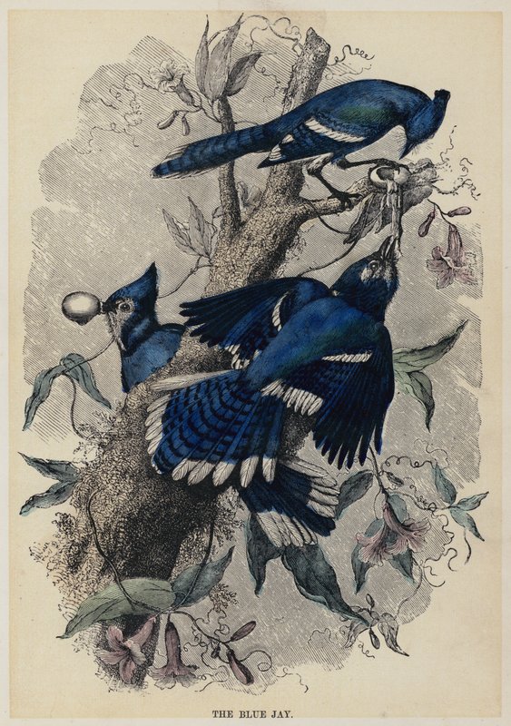 The Blue Jay (farget gravering) av English School