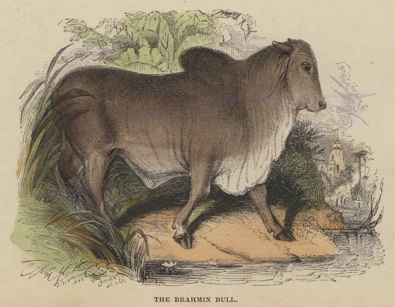 The Brahmin Bull (farget gravering) av English School
