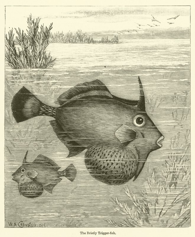 The Bristly Trigger-fish (gravering) av English School
