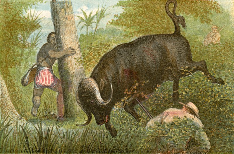 The Buffalo - "En mirakuløs flukt" av English School