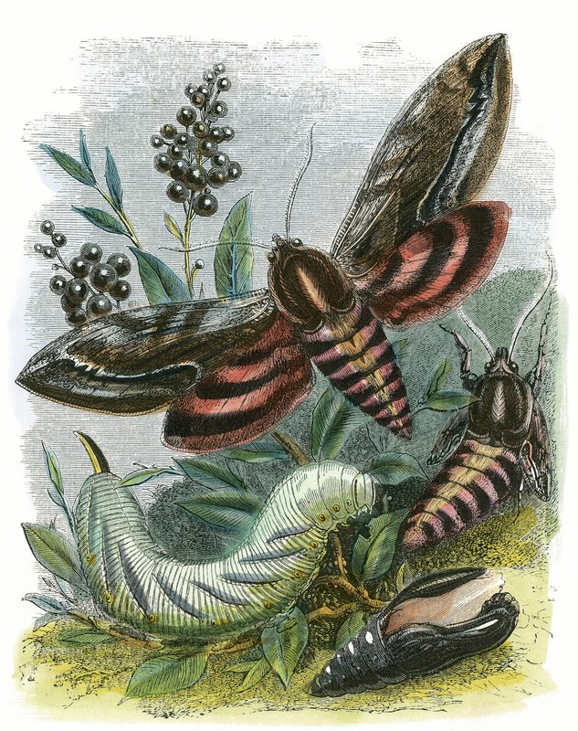 Sommerfuglen Vivarium av English School