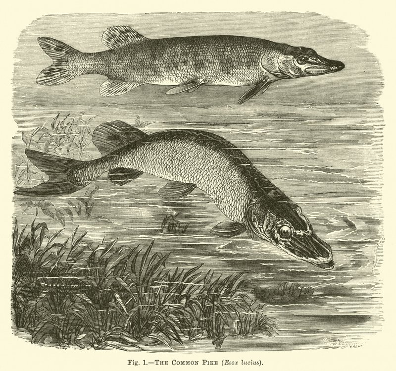 Den vanlige gjedde, Esox lucius av English School