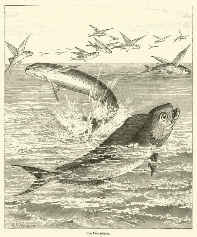 The Coryphene (gravering) av English School
