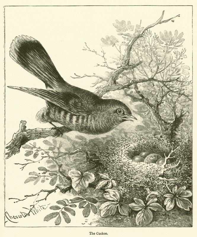 The Cuckoo (gravering) av English School