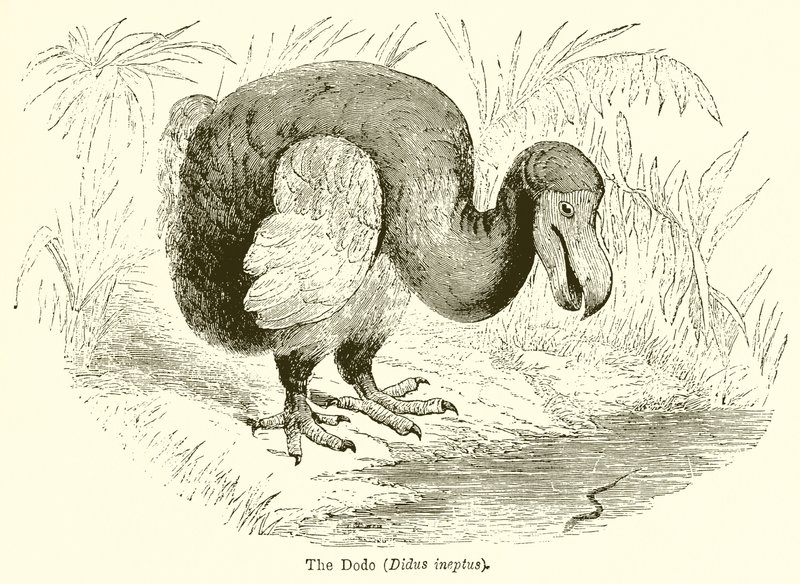 The Dodo (Didus Ineptus) av English School