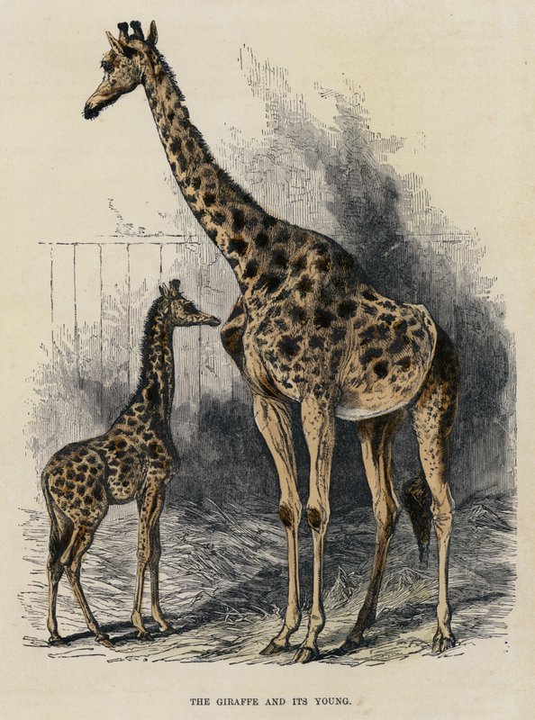 The Giraffe and its Young (farget gravering) av English School