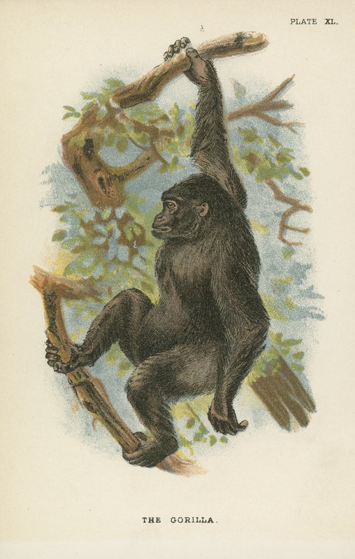 Gorillaen av English School