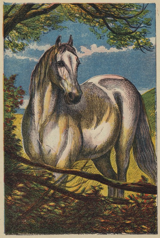 Hesten (farge litho) av English School