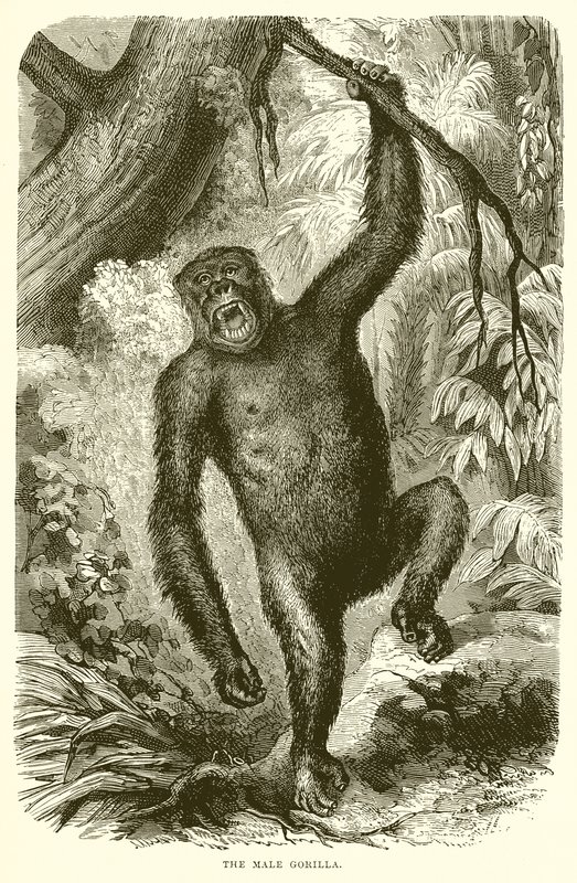 Den mannlige gorillaen av English School