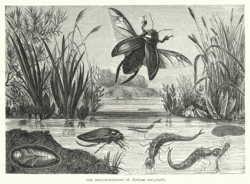 Metamorfosene til Dytiscus marginalis (gravering) av English School